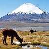 Alpacas grazing
